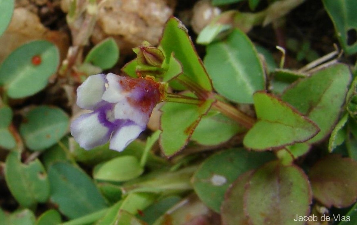 Torenia crustacea (L.) Cham. & Schltdl.